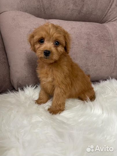 Щенки мальтипу