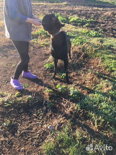 Козел для вязки