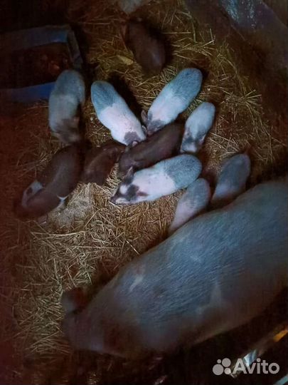 Вьетнамск вислобрюхий поросенок