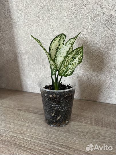 Аглаонема ферст даймонд