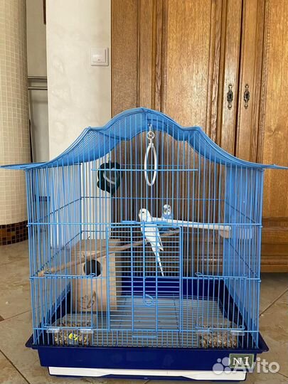 Волнистые попугаи с клеткой