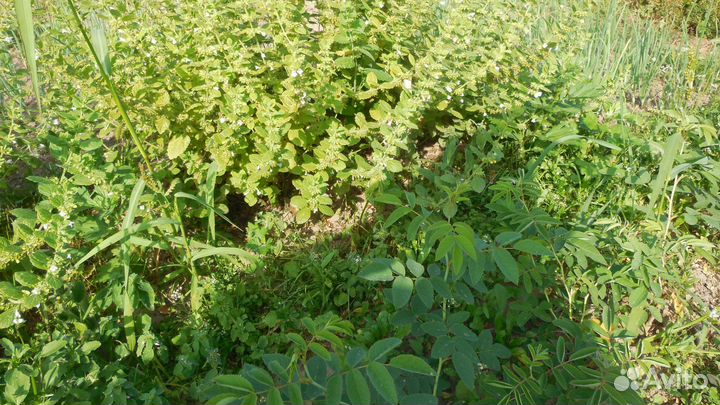 Мелисса лимонная