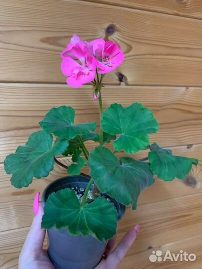 Пеларгония герань