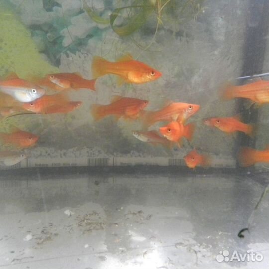 Меченосцы и Гуппи