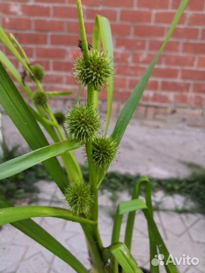Прибрежные растения в водоём