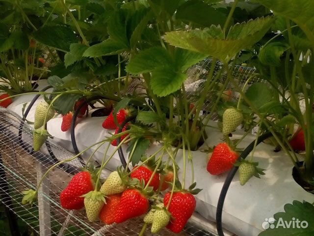 Клубника ремонтантная рассада в стаканчиках