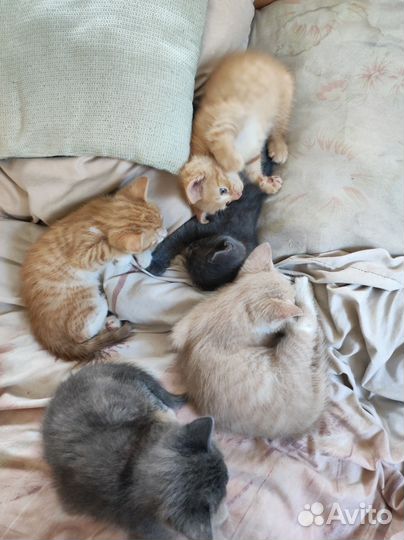 Котята в добрые руки