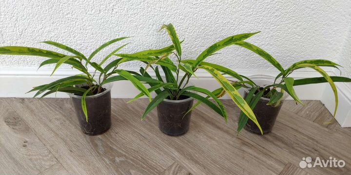 Фикусы Али, Бенджамина