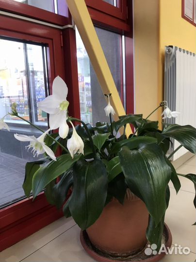 Хоста, ландыши,нарциссы,ежевика без колючек