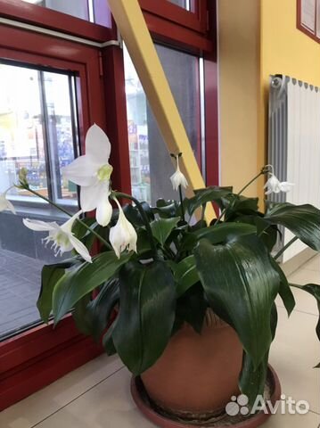 Хоста, ландыши,нарциссы,ежевика без колючек