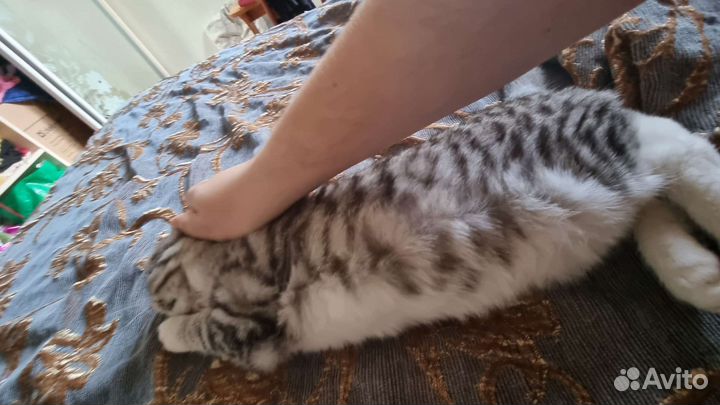 Папа для ваших котят