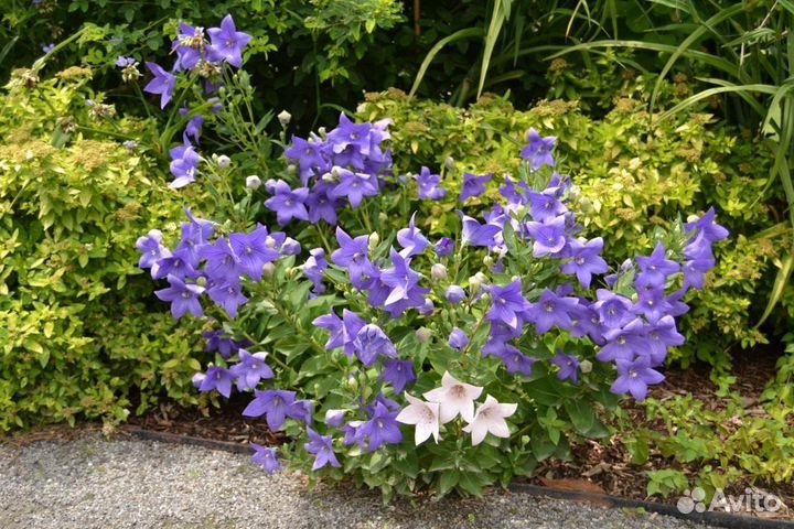 Пенстемон Обриета Термопсис Герань