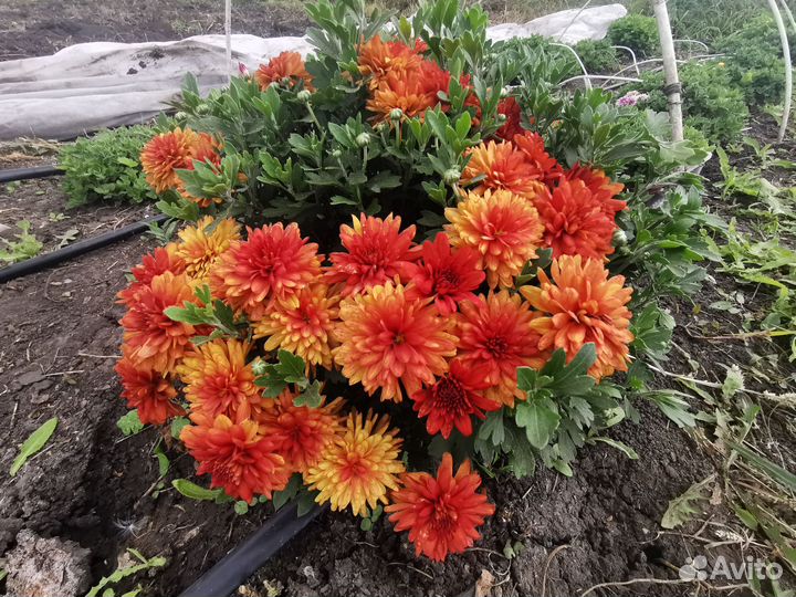 Хризантема корейская в кашпо