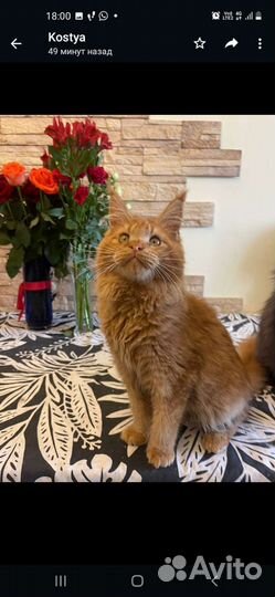 Котик мейн кун 5 месяцев