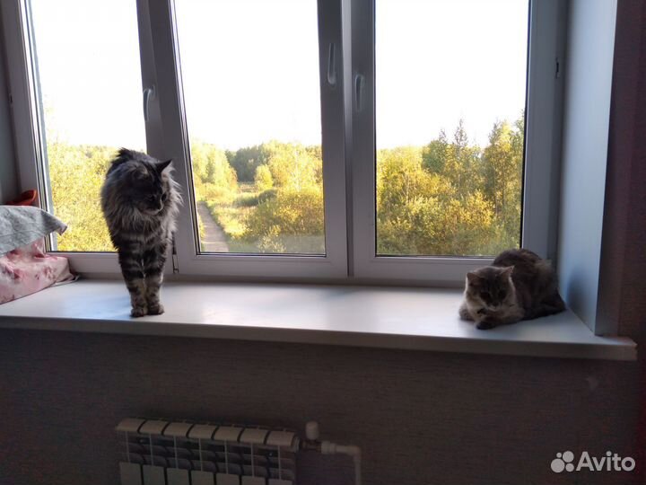 Домашняя гостиница для кошек