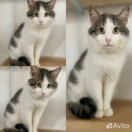 Лёня хочет стать домашним