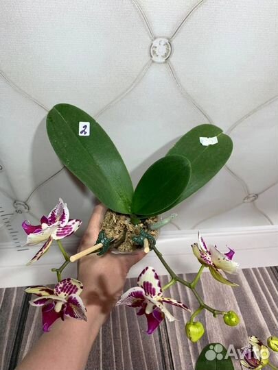 Цветущие бабочка Madonna орхидеи