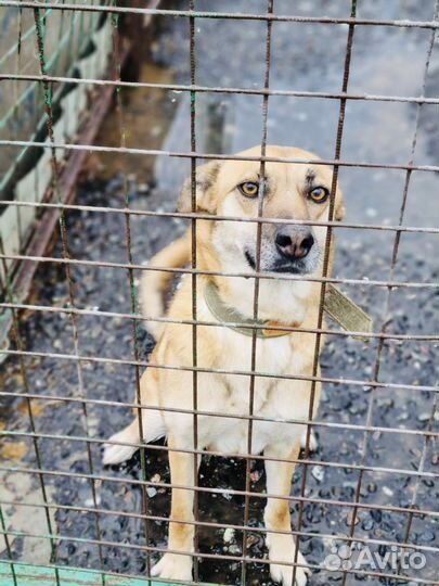 Собака грустит в приюте