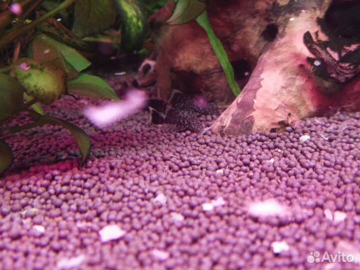 Мальки Сома Анциструса вуалевого и обычного