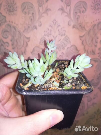 Очиток Моргана