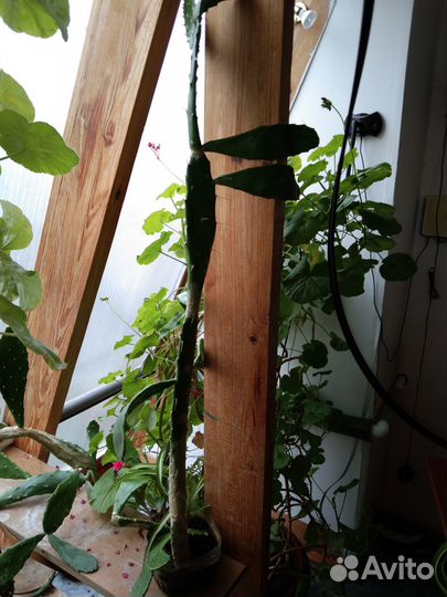 Распродаю растения 2часть