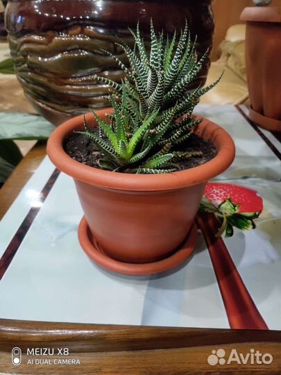 Хавортия полосатая