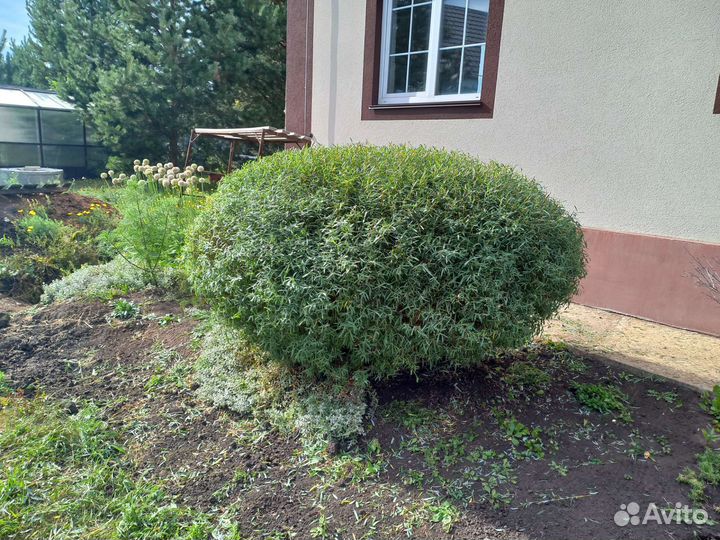 Цветы и кустарники