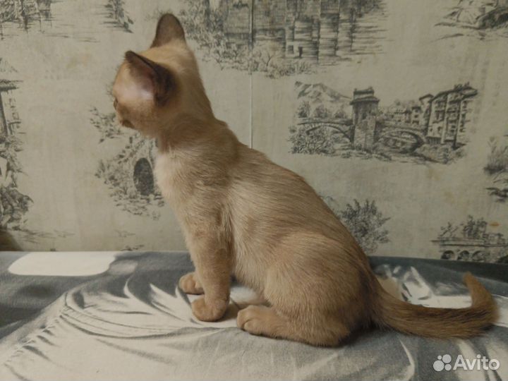 Бурманская кошечка