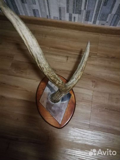 Продам рога лося