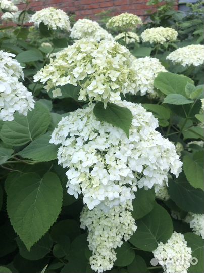 Цветы для сада