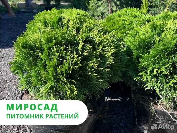 Туя западная 