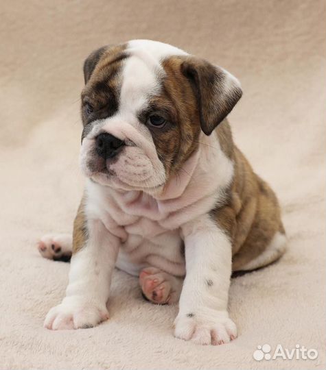 Щенки английского бульдога