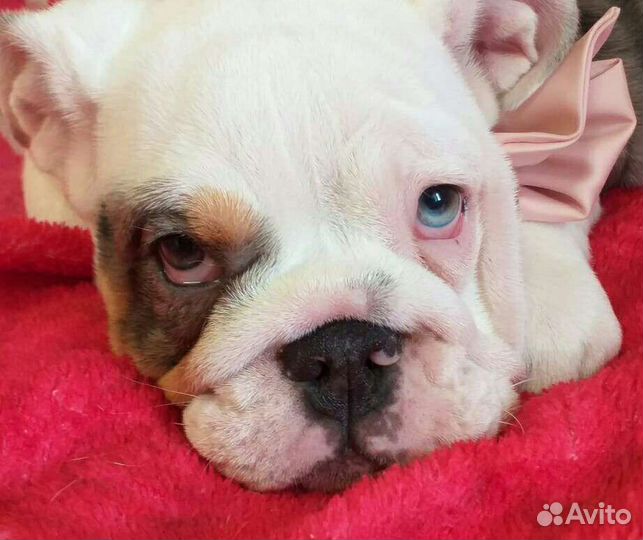 Девочка англичанка мрамор