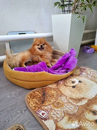 Щенки шпица