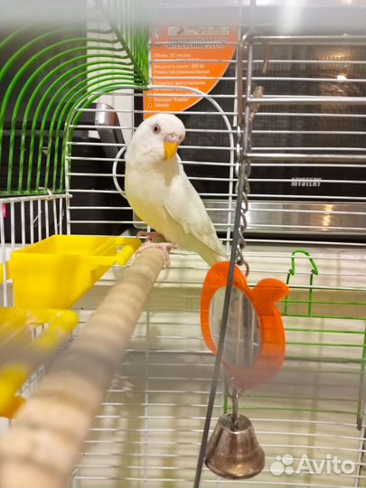 Волнистый попугай с клеткой