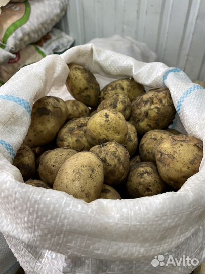 Картофель доставка бесплатная