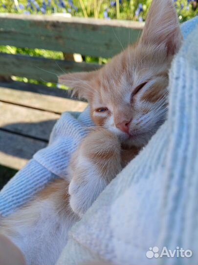 Котенок 2 месяца мальчик