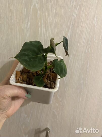 Филодендрон люпинум