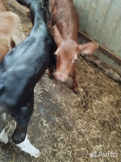 Телята бычки домашние Абердино-айширской породы