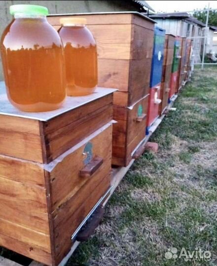 Мед разнотравье 2023