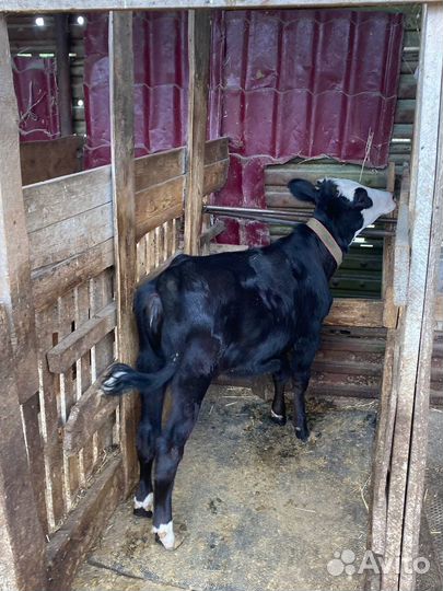 Теленок 6 месяцев