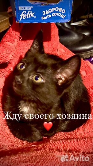 Котята в добрые руки бесплатно девочка