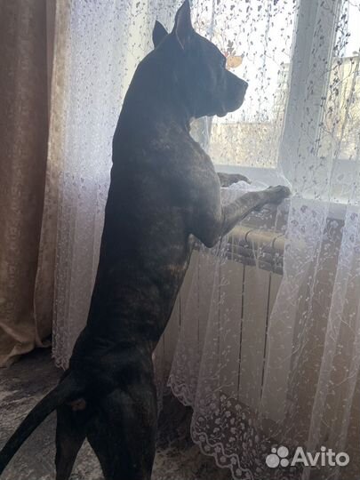 Питбуль