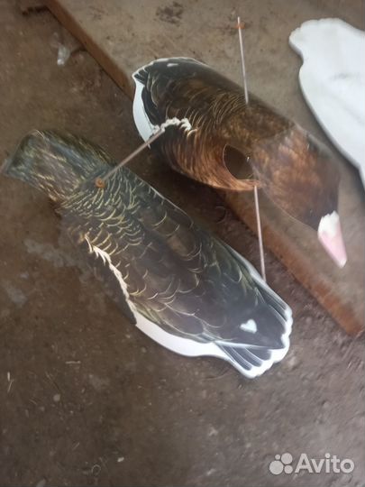 Гусиные профиля