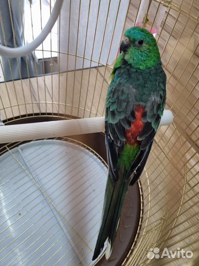 Певчий попугай