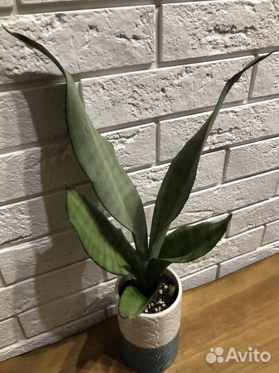 Сансевиерии Пагода стриата, Сил.Перрот, Муншайн