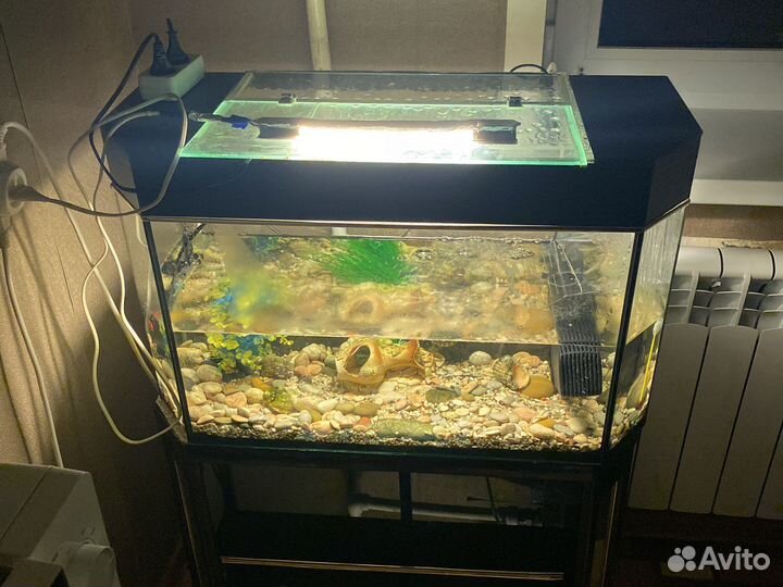 Аквариум с черепашкой