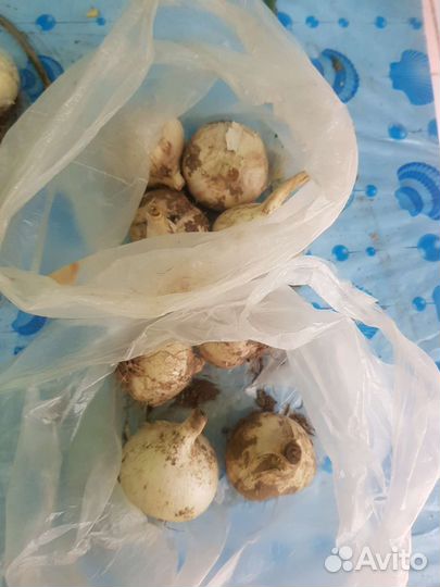 Лук Суворовский Анзур