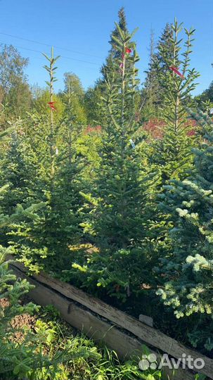 Ель-Пихта-Сосна