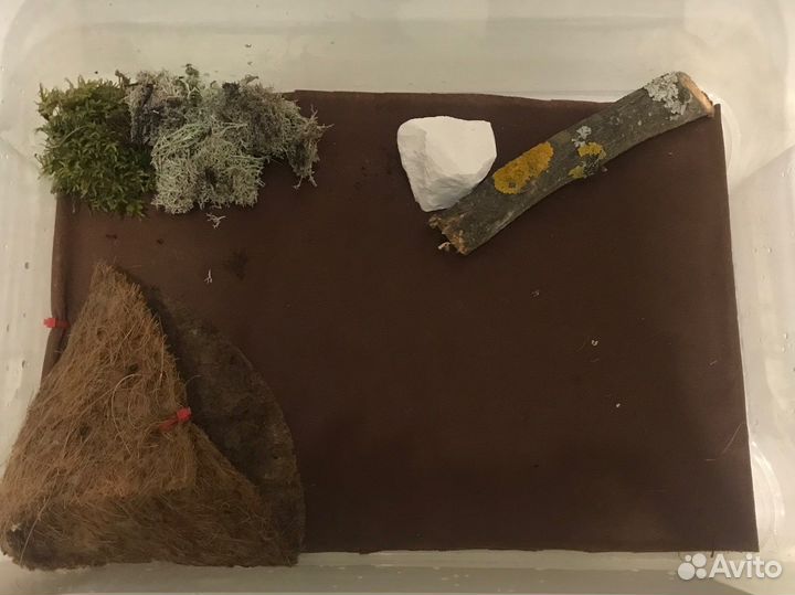 Улитяиник с улитками